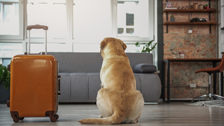 Rückenansicht eine Hundes, der neben Rollkoffer sitzt